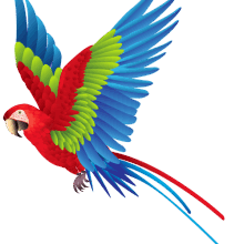 Parrots for sale