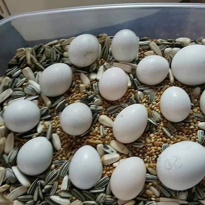 Macaw eggs for sale