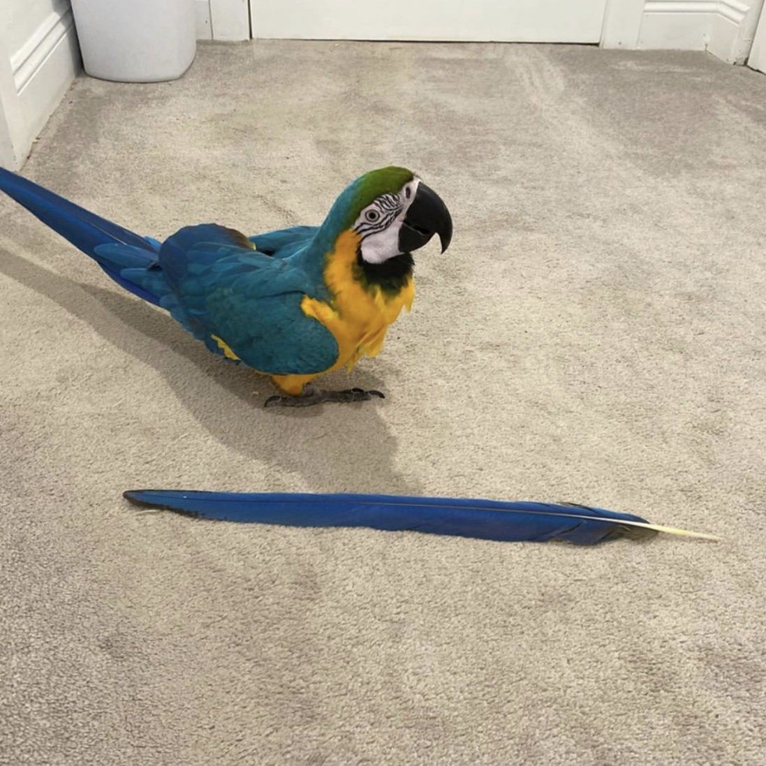 blue and gold macaw for sale