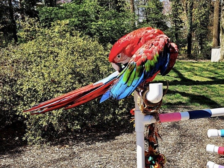 macaw for sale