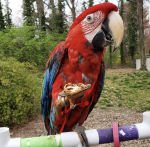 macaw for sale
