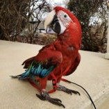 macaw parrots for sale