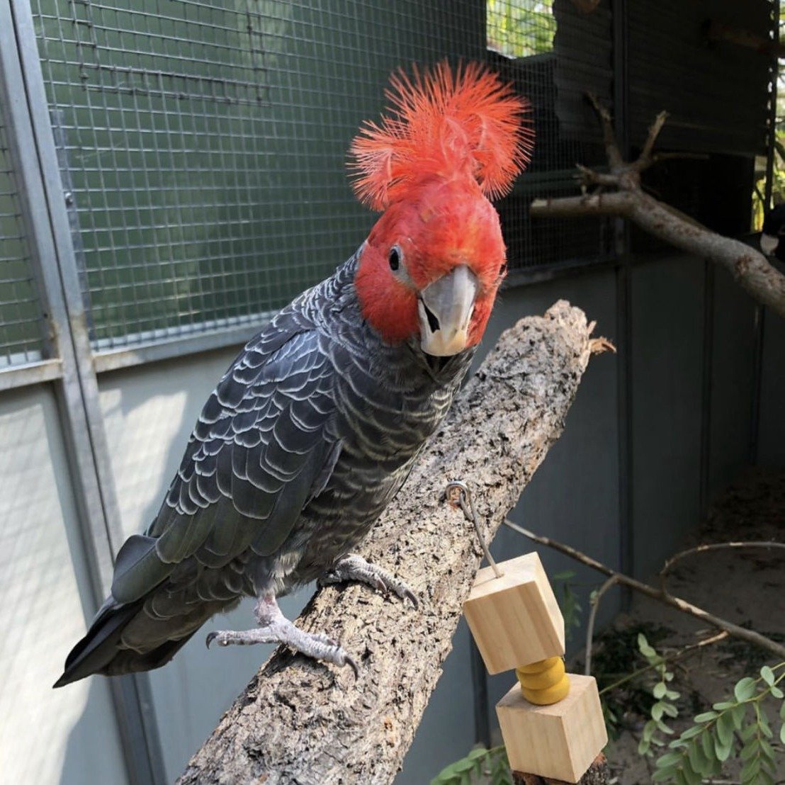Gang Gang Cockatoo for sale