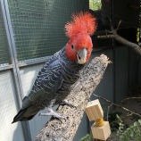african grey for sale