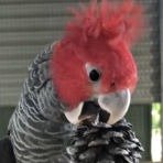 african grey for sale