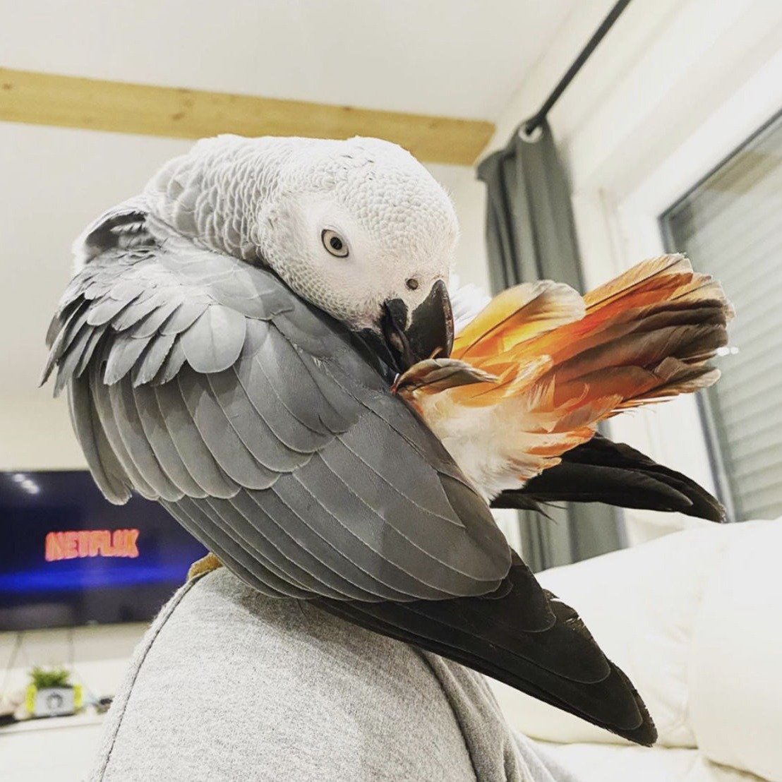 Timneh African grey parrot for sale