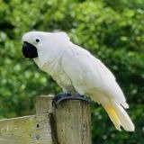 cockatoo for sale