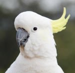 cockatoo for sale