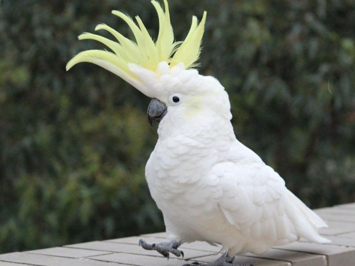 cockatoo for sale