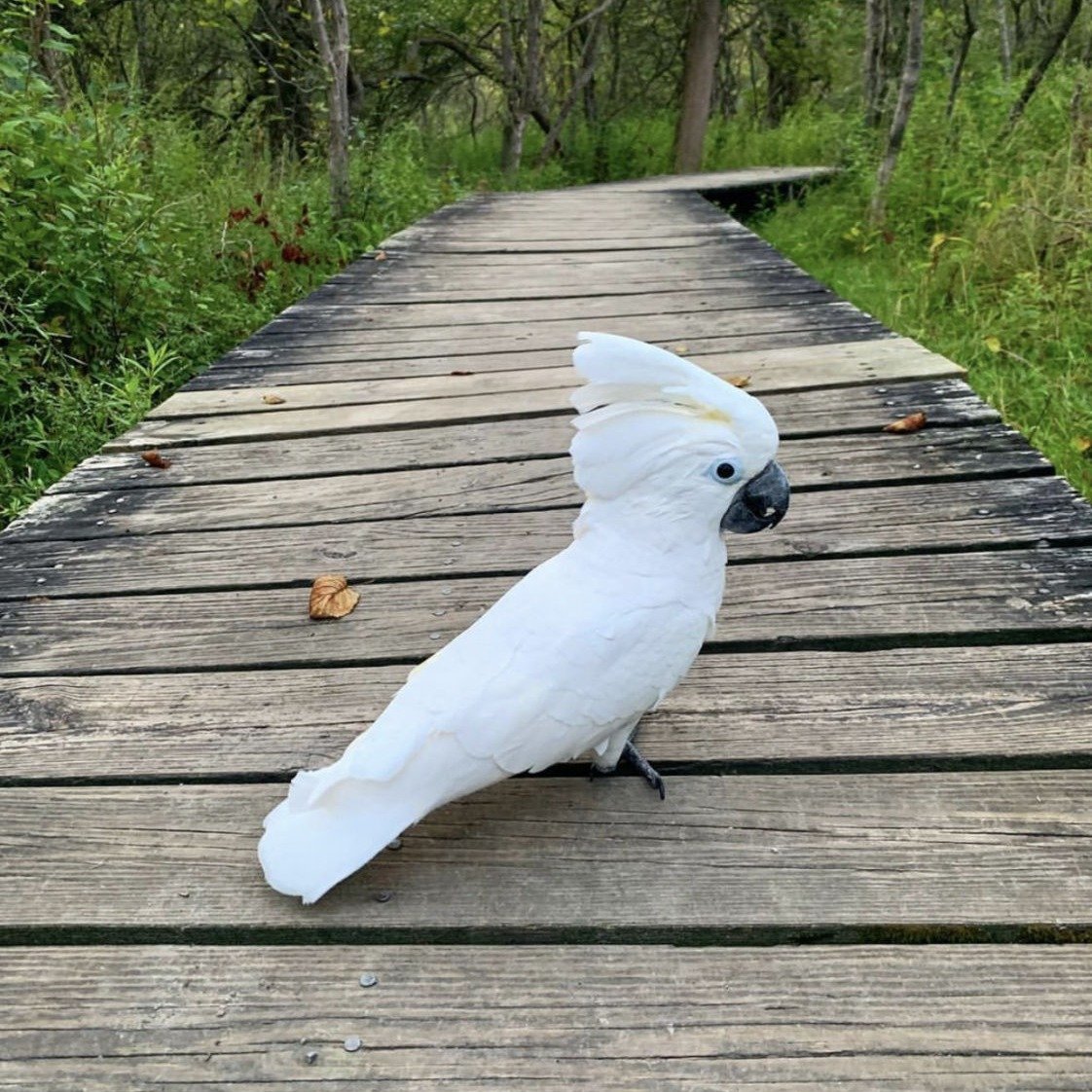Umbrella Cockatoo for sale