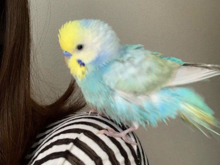 Parakeet for sale