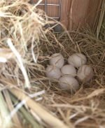 fertile parrot eggs for sale