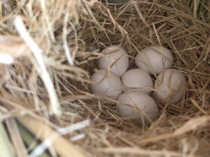 Fertile parrot eggs for sale