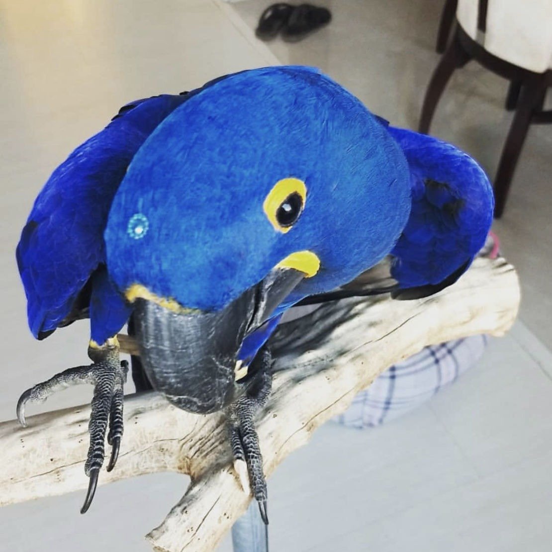Hyacinth Macaw for sale