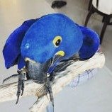 Hyacinth Macaw for sale