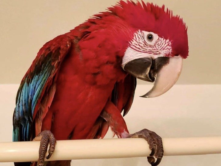 Green wing macaw for sale