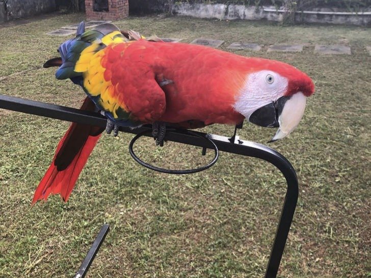 scarlet macaw for sale
