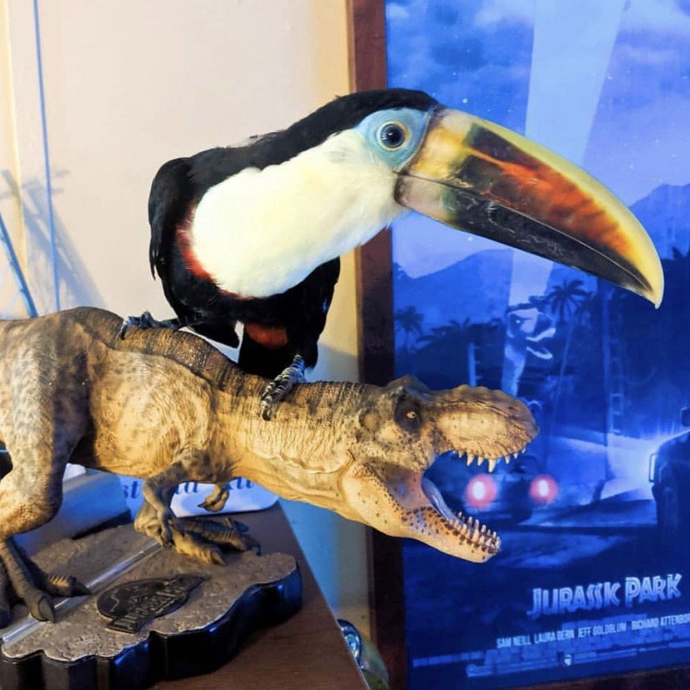 white throated toucan for sale