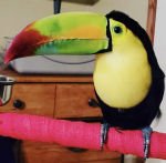 toucans for sale