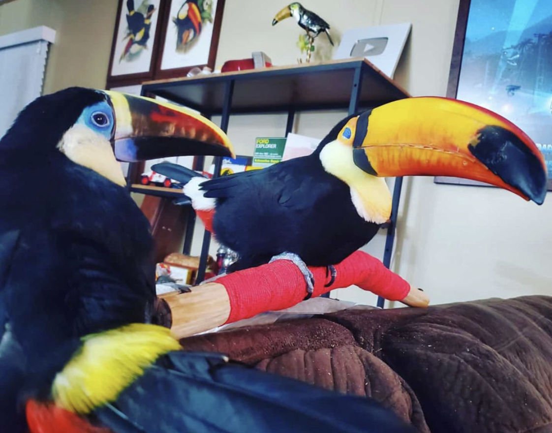 Toucan for sale