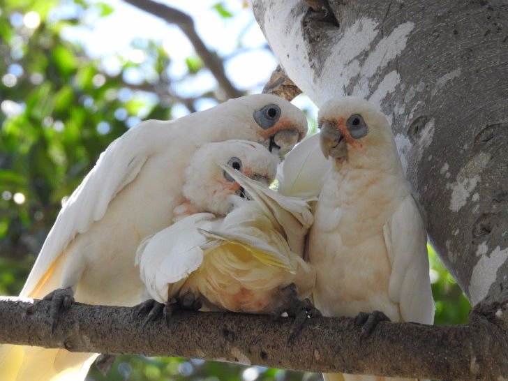 health guarantee for parrots