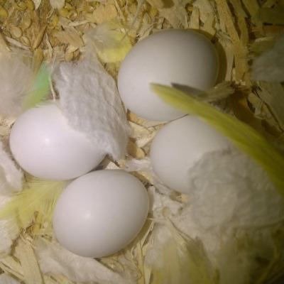 Cockatoo eggs for sale